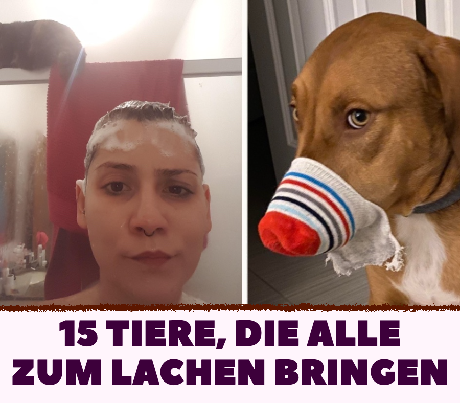 15 Tiere, die alle zum Lachen bringen