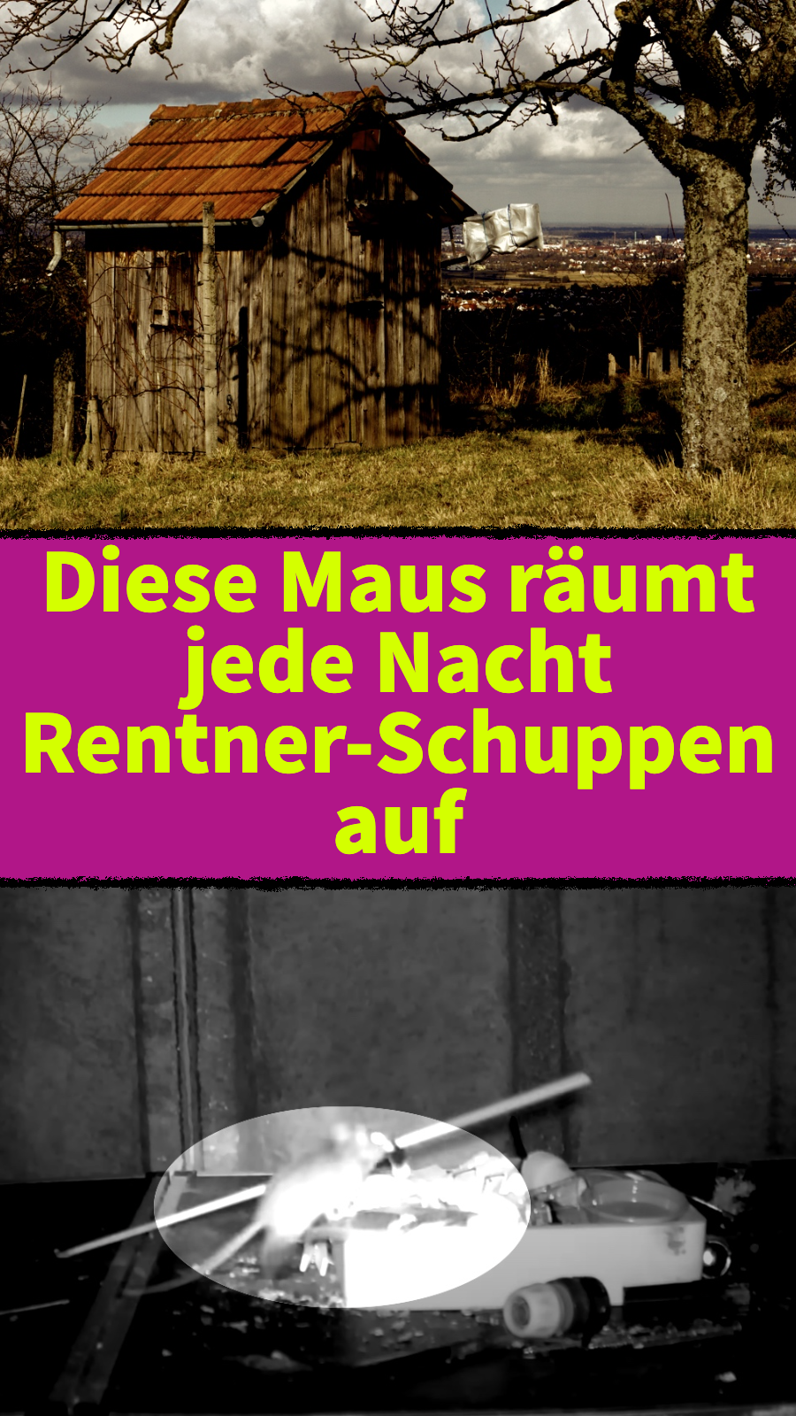 Diese Maus räumt jede Nacht Rentner-Schuppen auf