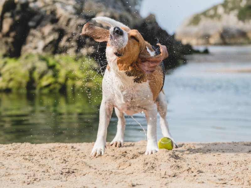 Ein Beagle schüttelt sich an einem Strand das Wasser aus dem Pelz.