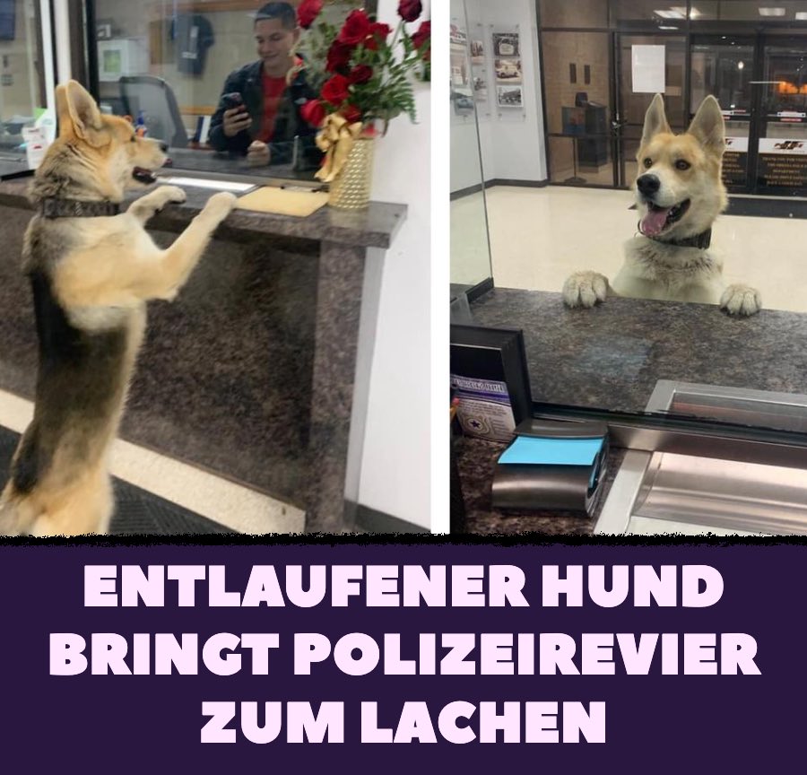 Entlaufener Hund bringt Polizeirevier zum Lachen