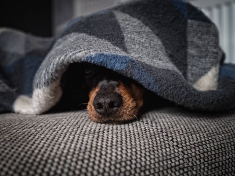 Ein ängstlicher Hund versteckt sich unter einer Decke.