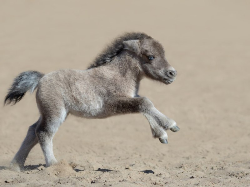 Ein Zwergpony läuft auf einer Koppel.