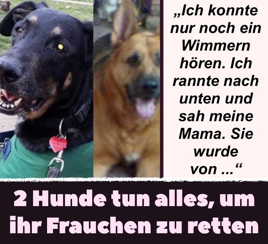 2 Hunde tun alles, um ihr Frauchen zu retten