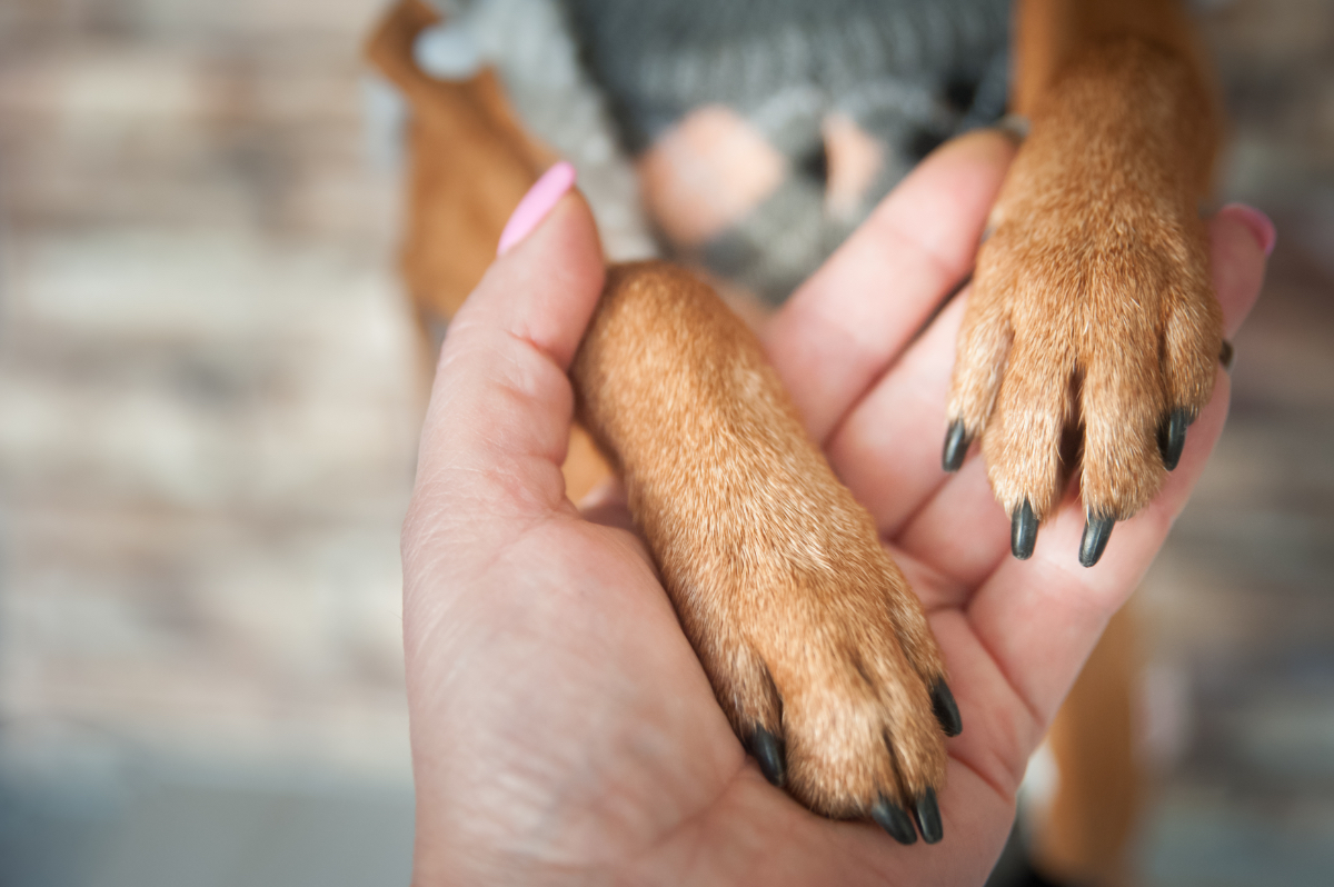 Ein Mensch hält die Pfoten seines Hundes in der Hand.