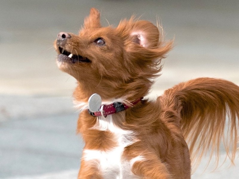 Ein Hund, beim Sprung in die Luft fotografiert.