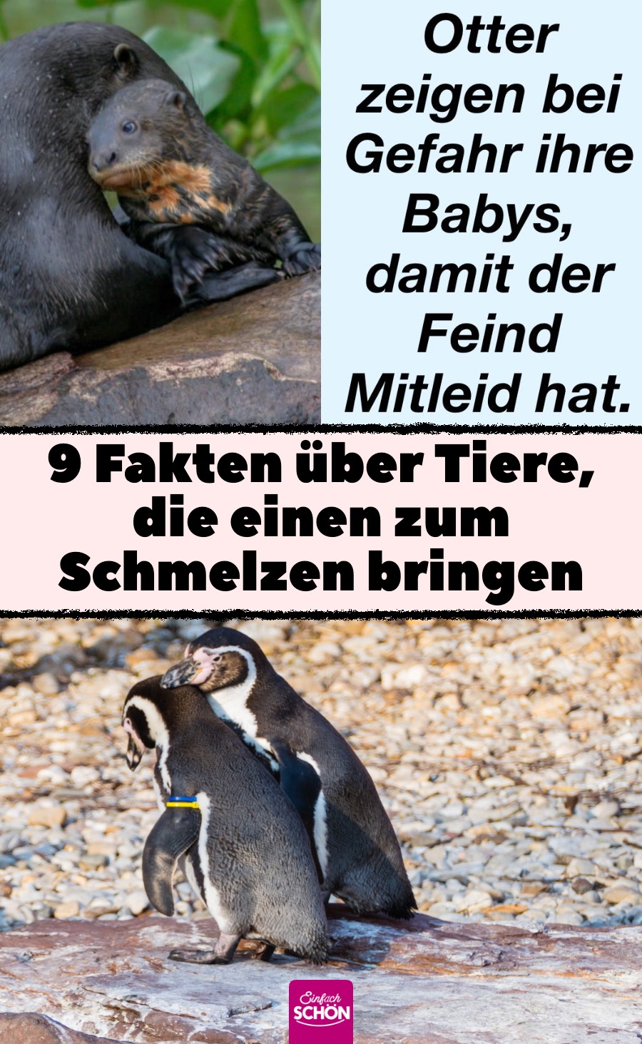 9 Fakten über Tiere, die einen zum Schmelzen bringen