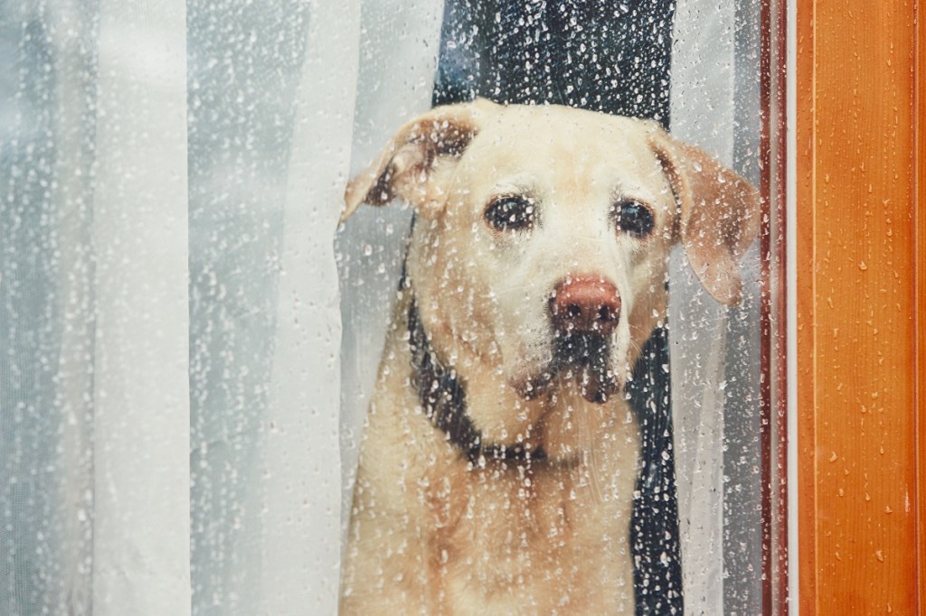 Ein trauriger Hund schaut aus dem Fenster.