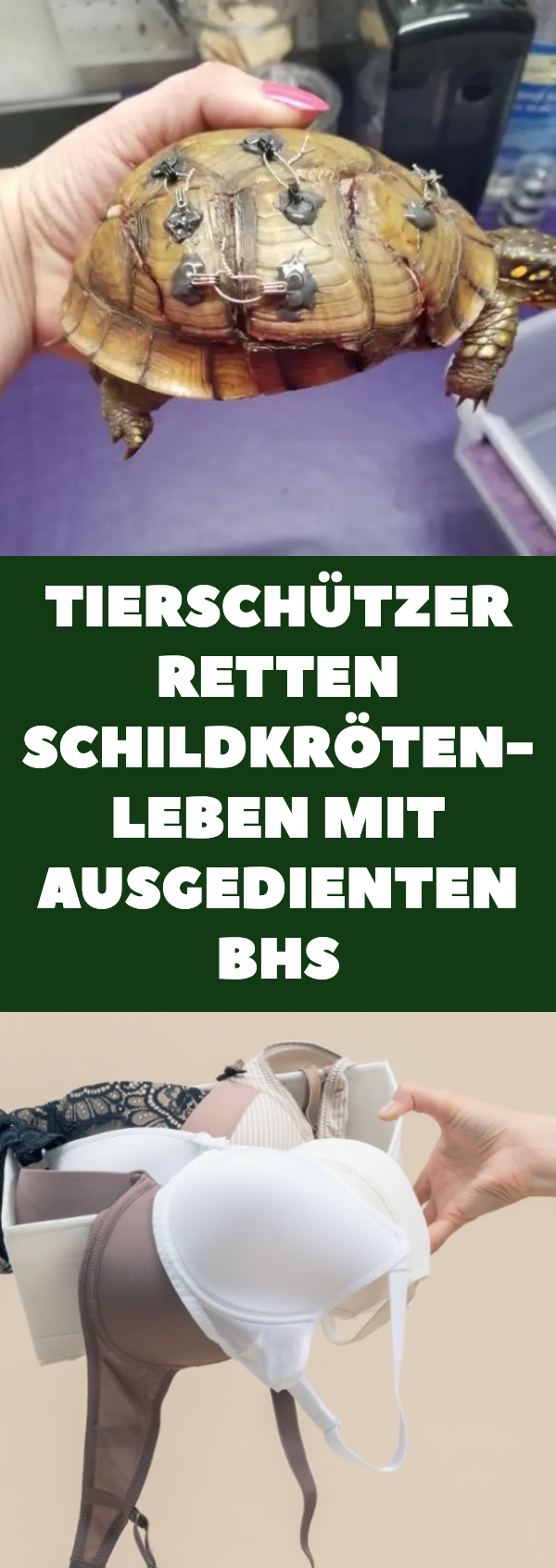 Alte BHs sorgen für Tierrettung von Schildkröten