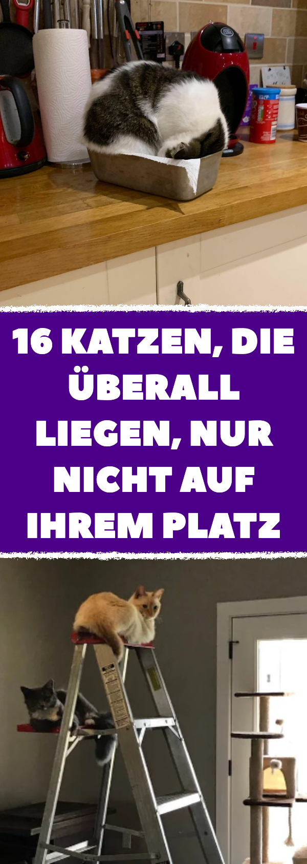 16 Katzen, die sich nicht vorschreiben lassen, wo sie liegen