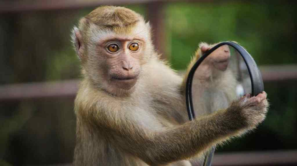 11 bemerkenswerte Tiere, die Werkzeuge benutzen.