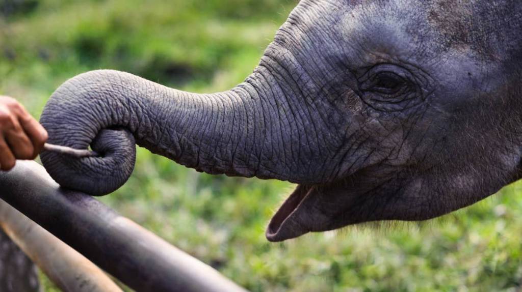 Elefant.