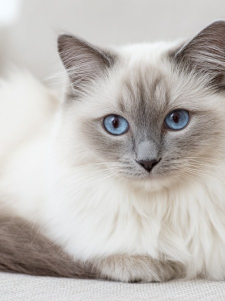 Die schönsten Katzenrassen: Unabhängig und doch liebevoll