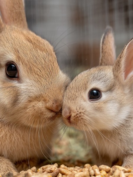 Mehr als nur niedlich: Was Kaninchen zu perfekten Haustieren macht