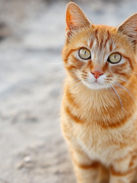 Katzen: Diese Anzeichen für Bauchschmerzen sollte man kennen