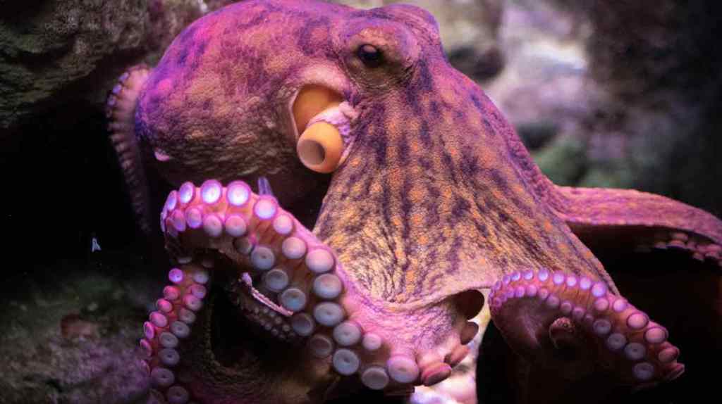 Kraken.