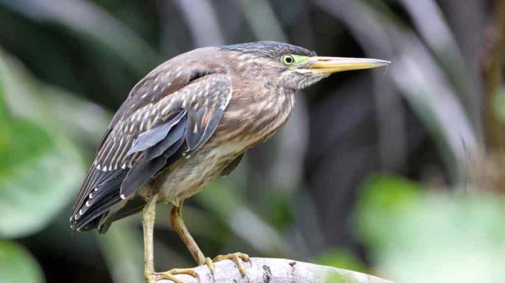 Mangrovereiher.