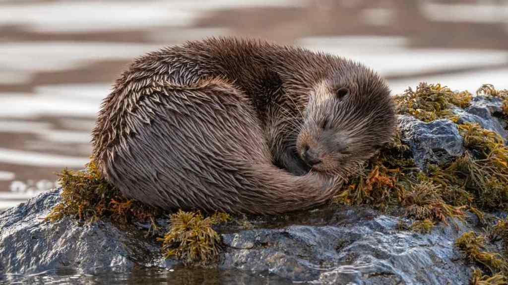 Otter.